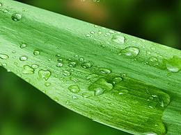 谷雨