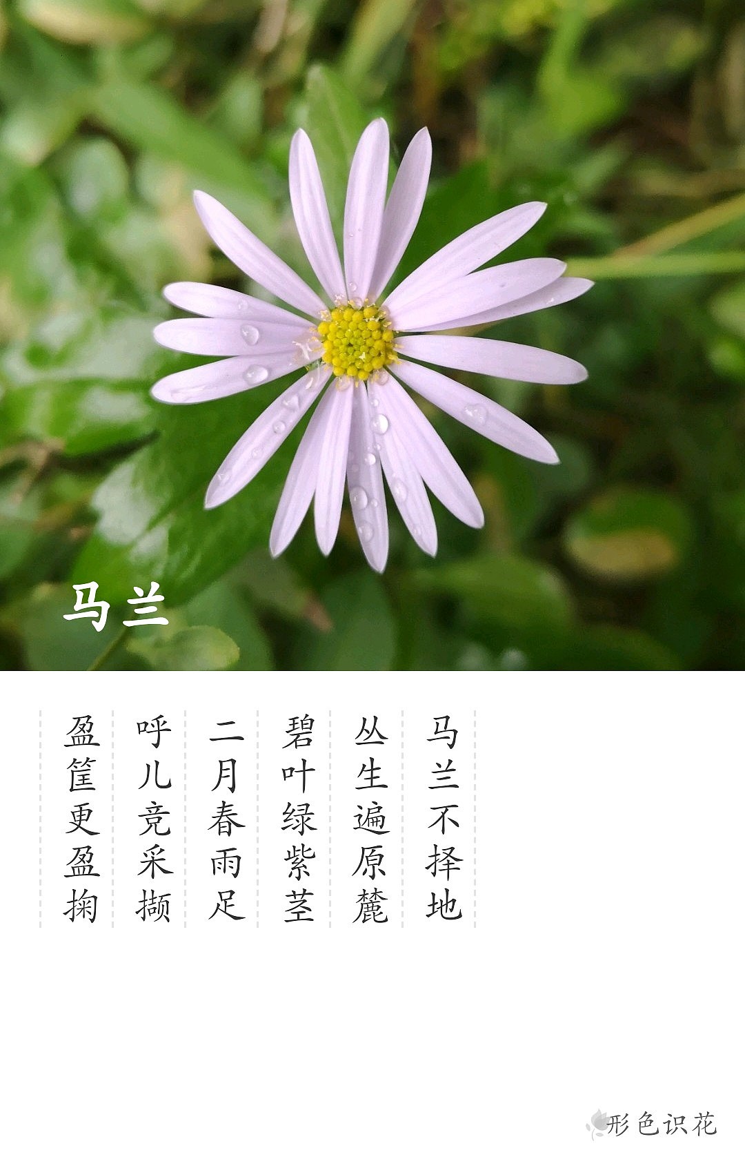 绿植花型一览（图ZMTM2MDM4OTQ0） - 产品摄影 - 站酷设计师左I可原创素材 - 站酷ZCOOL