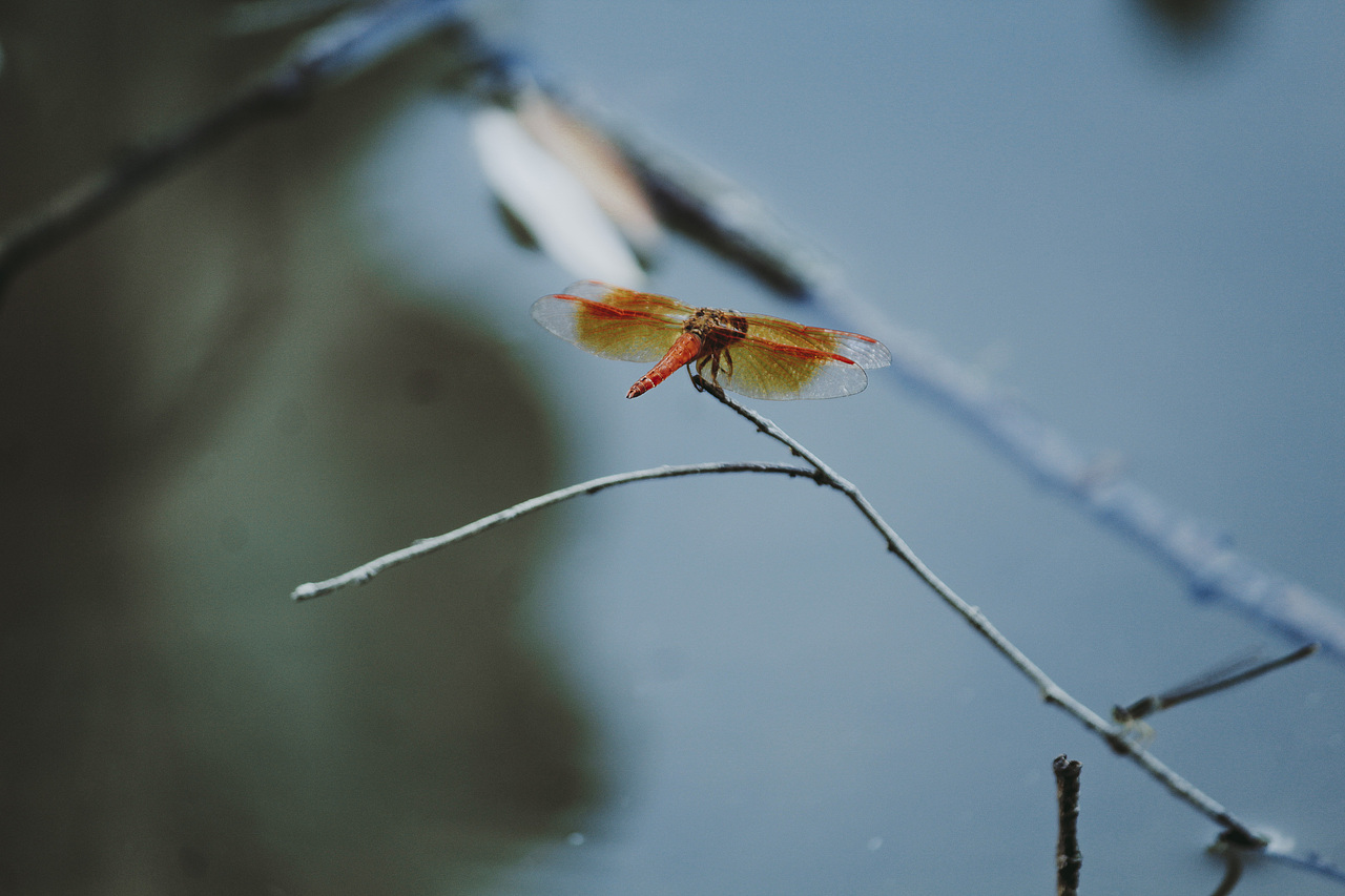 清平调——汉服人像摄影（二）