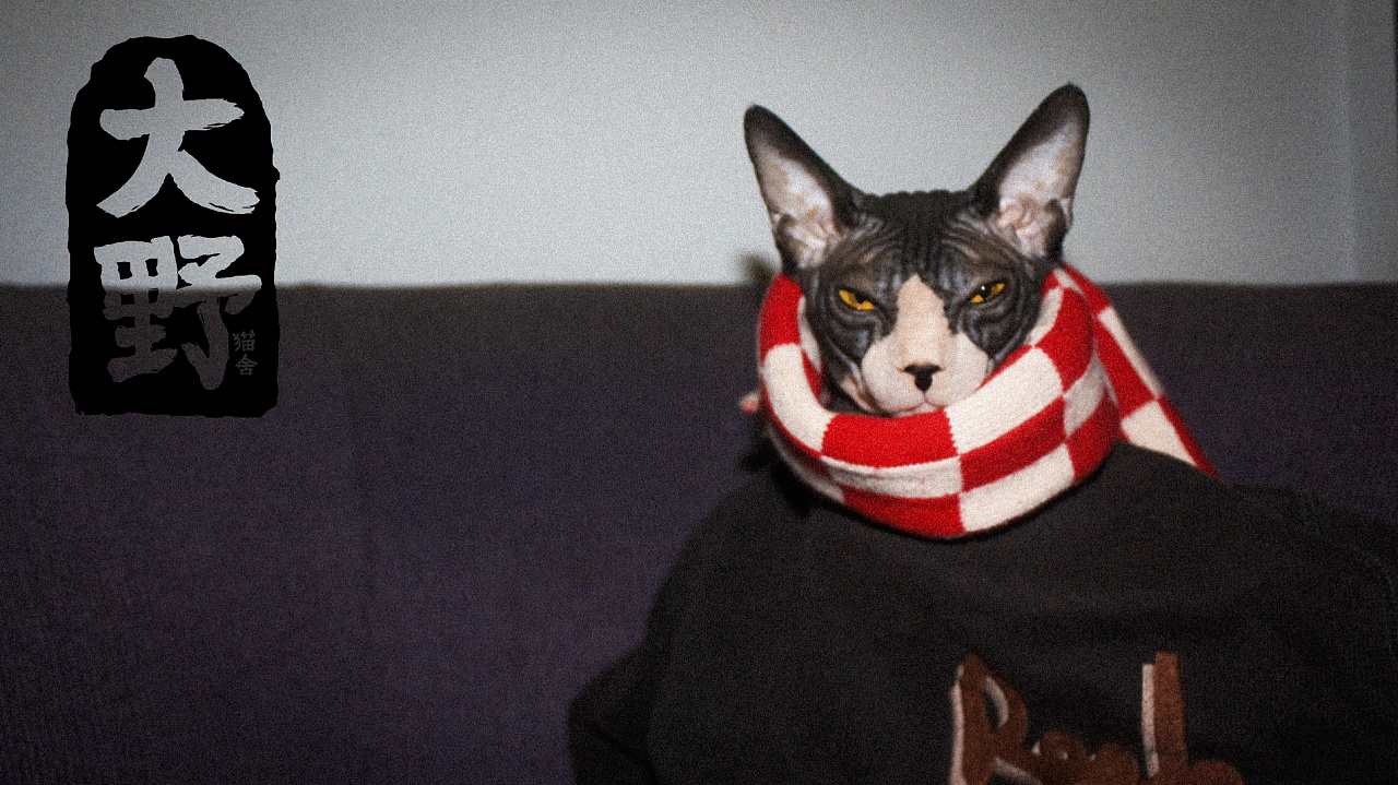 裸体猫的时尚|摄影|动物|大野猫舍 - 原创作品 - 站酷 (zcool)