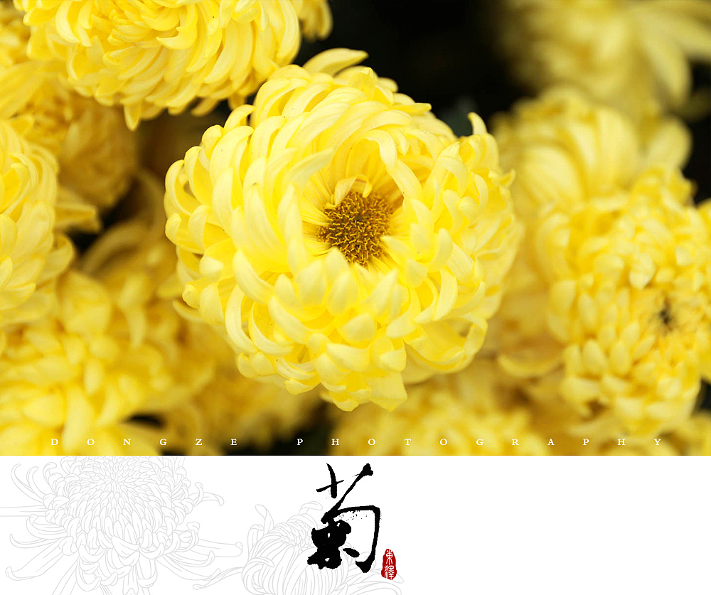 【東泽视觉】福建省第五届菊花展以及莆田市第七届盆景展