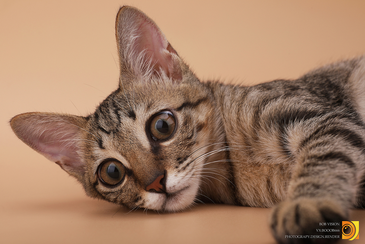喵星人猫摄影|摄影|宠物摄影|unclebob666_原创作品-站酷zcool