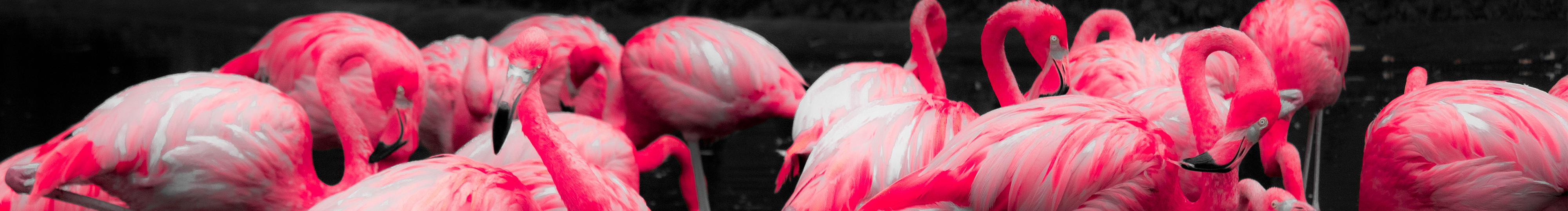 白兔为记的个人主页（封面预览） - 主页封面设置 - 站酷设计师白兔为记原创素材 - 站酷ZCOOL