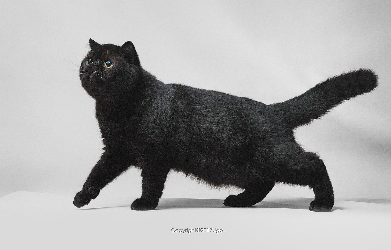 enchanted着迷 【动物摄影师何某某个人作品16】（图ZNzIyOTYxNDA=） - 宠物摄影 - 站酷设计师超级何某某原创素材 - 站酷ZCOOL