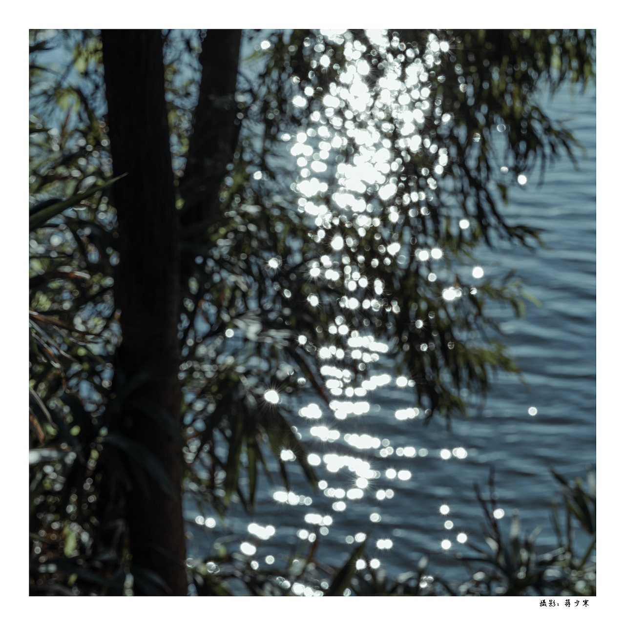 我从森林带回来了礼物 阳光 绿叶 花朵