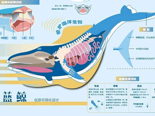 蓝鲸——信息可视化设计