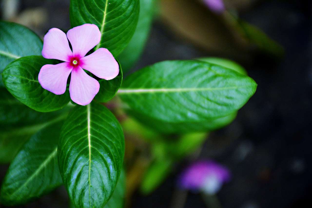 好久没发东西  这次发几张随意拍的吧