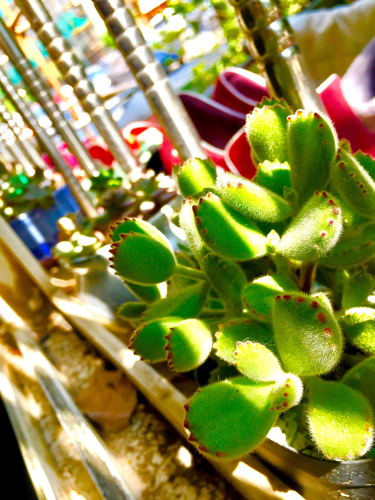 2015-2017年间的一些多肉（图ZODMyNjAwNDQ=） - 产品摄影 - 站酷设计师一一是只汪原创素材 - 站酷ZCOOL