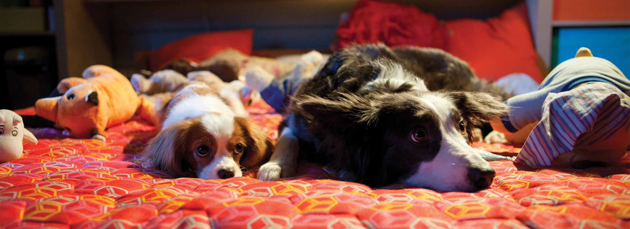 Choly0816的个人主页（封面预览） - 主页封面设置 - 站酷设计师Choly0816原创素材 - 站酷ZCOOL