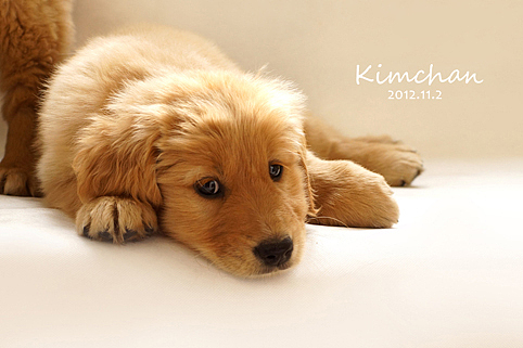 超级无敌可爱萌的金酱