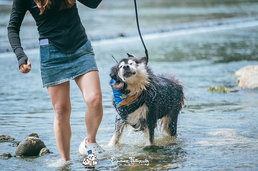安吉宠物游（图ZMzUwMTkwNDE2） - 宠物摄影 - 站酷设计师恐龙宠物摄影原创素材 - 站酷ZCOOL