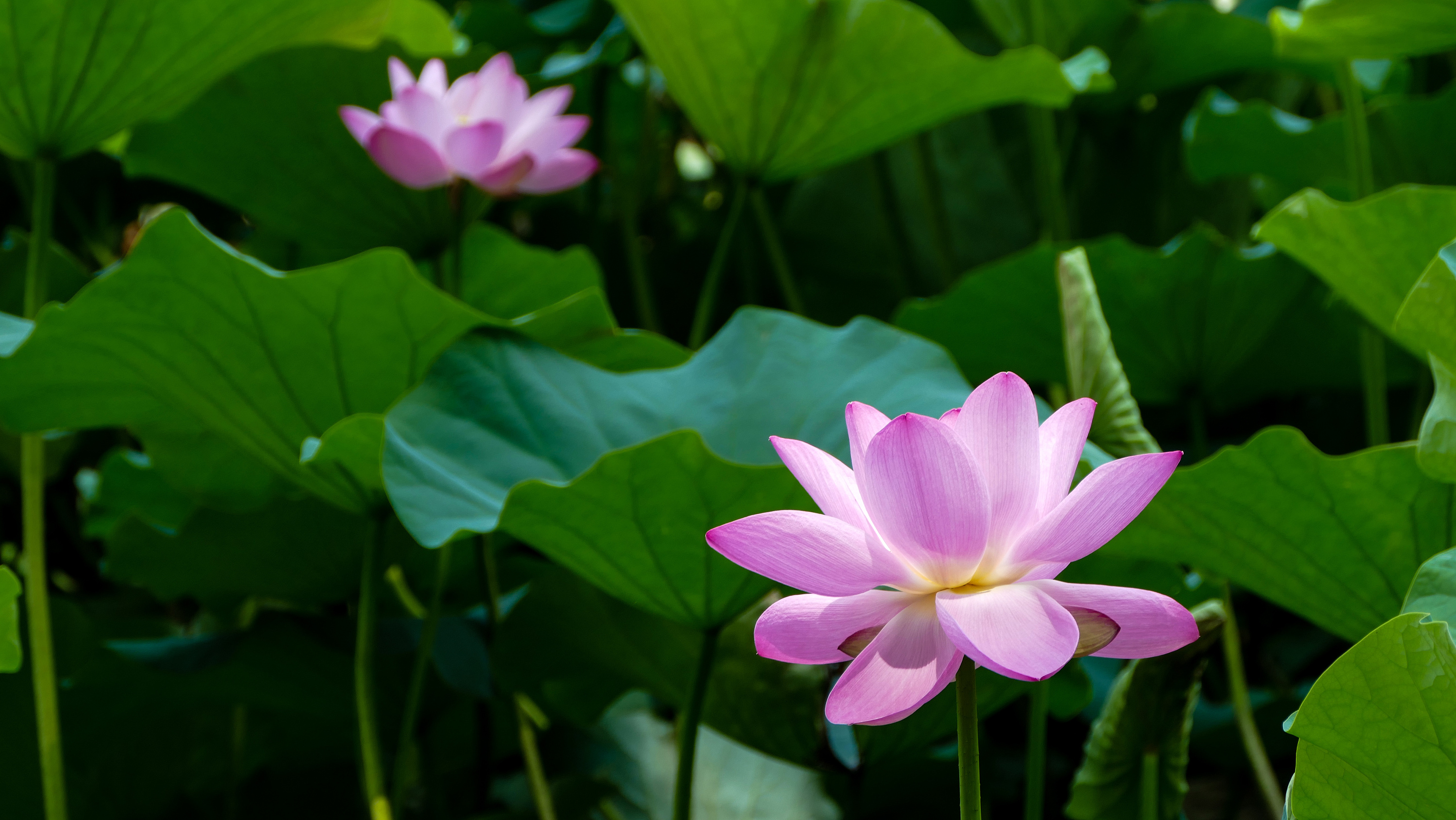 荷花|摄影|风光|镜头对面 - 原创作品 - 站酷 (zcool)