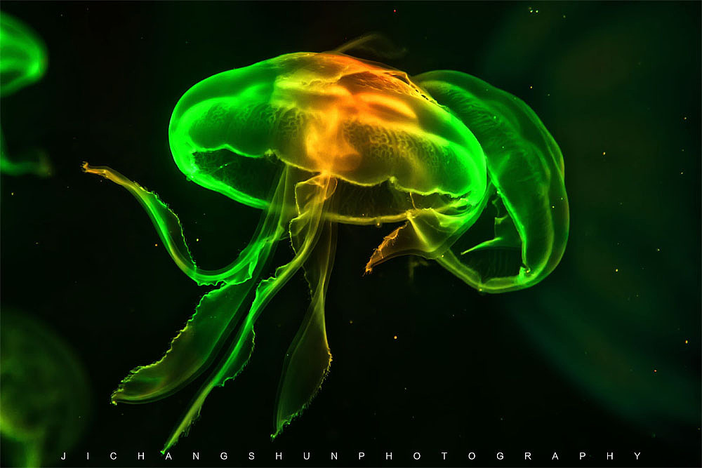 天才舞蹈者:水母