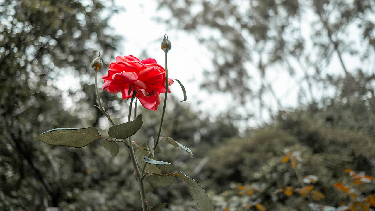 福州西湖公园，胶片模拟（图ZMjA1NzAwNjc2） - 风光摄影 - 站酷设计师DOU小杰原创素材 - 站酷ZCOOL