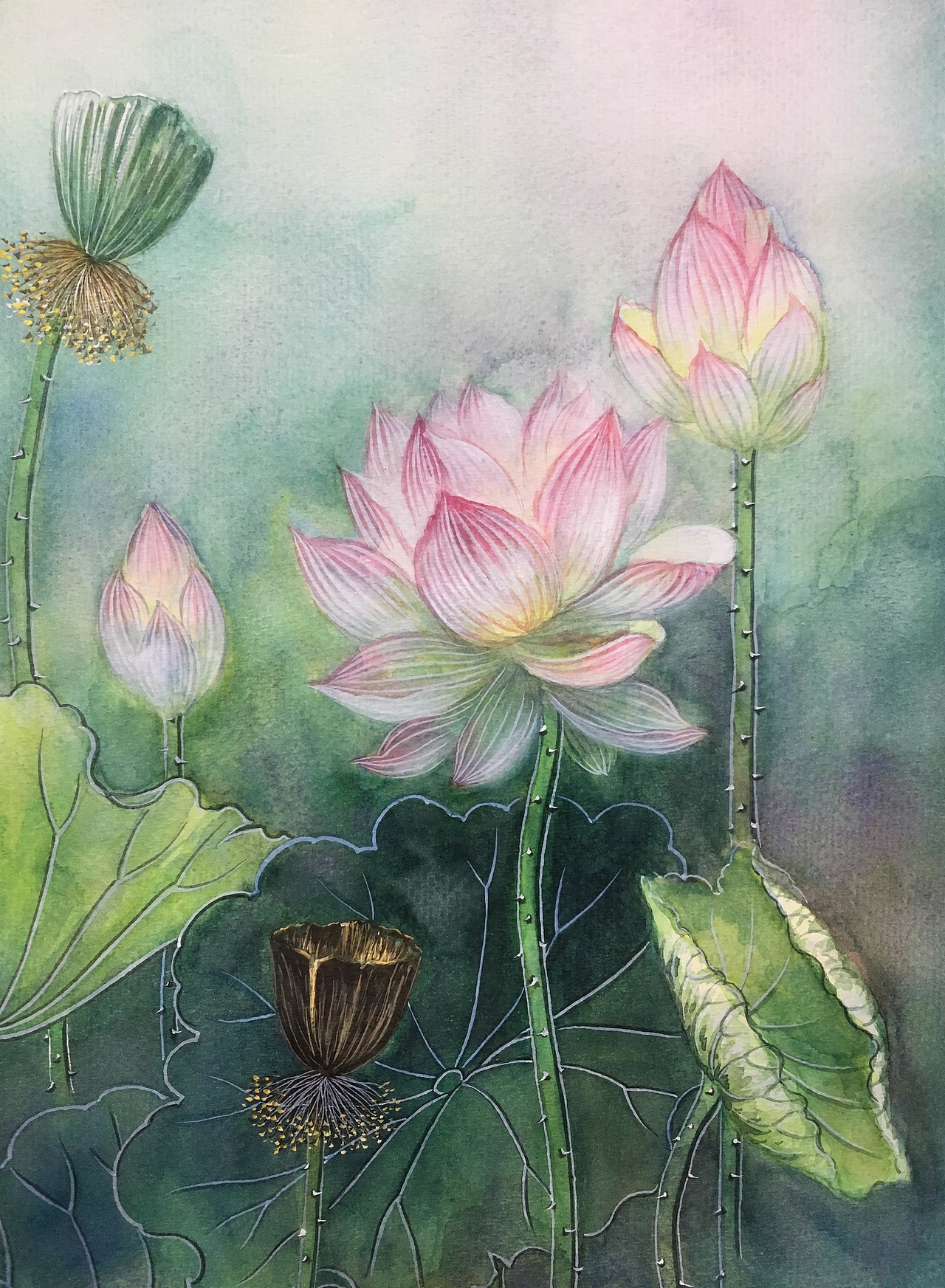 水彩插画荷花写生