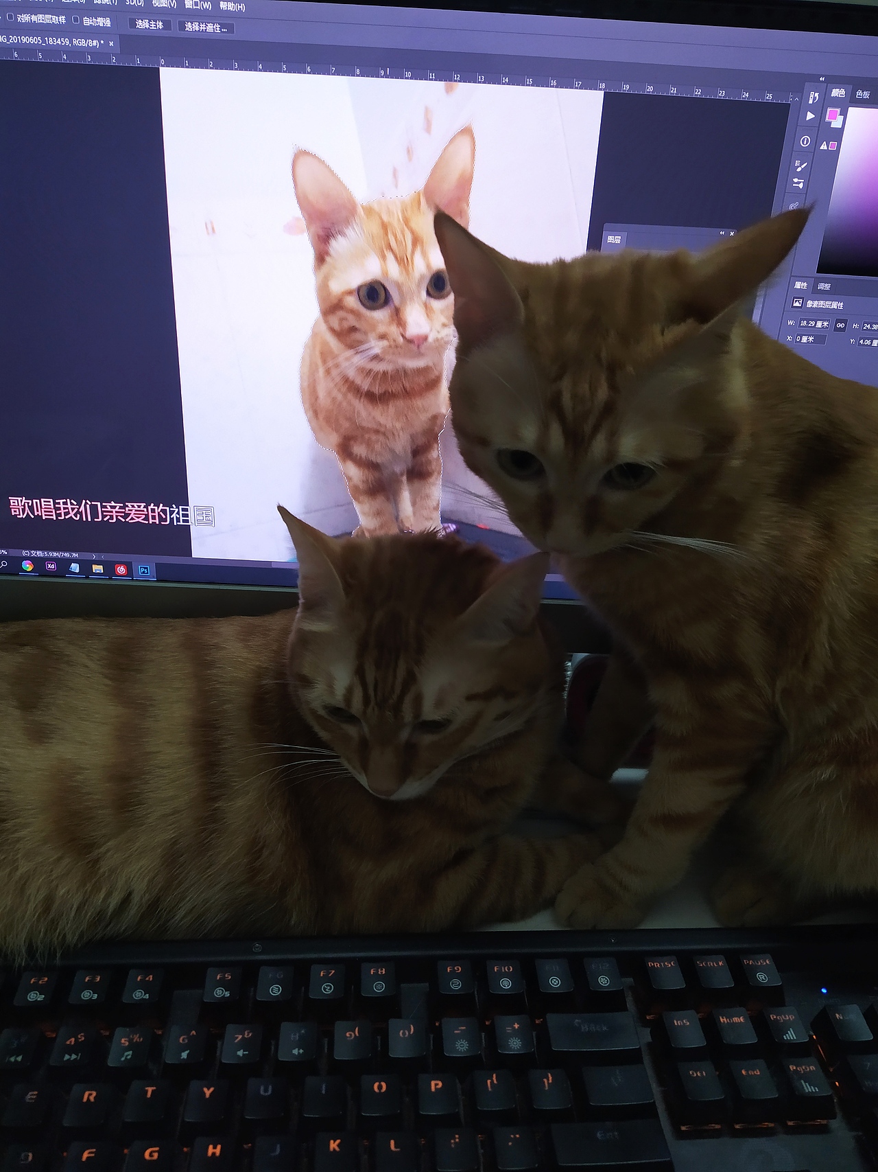 我家大橘小橘星空版+暗黑版！有点小凶~