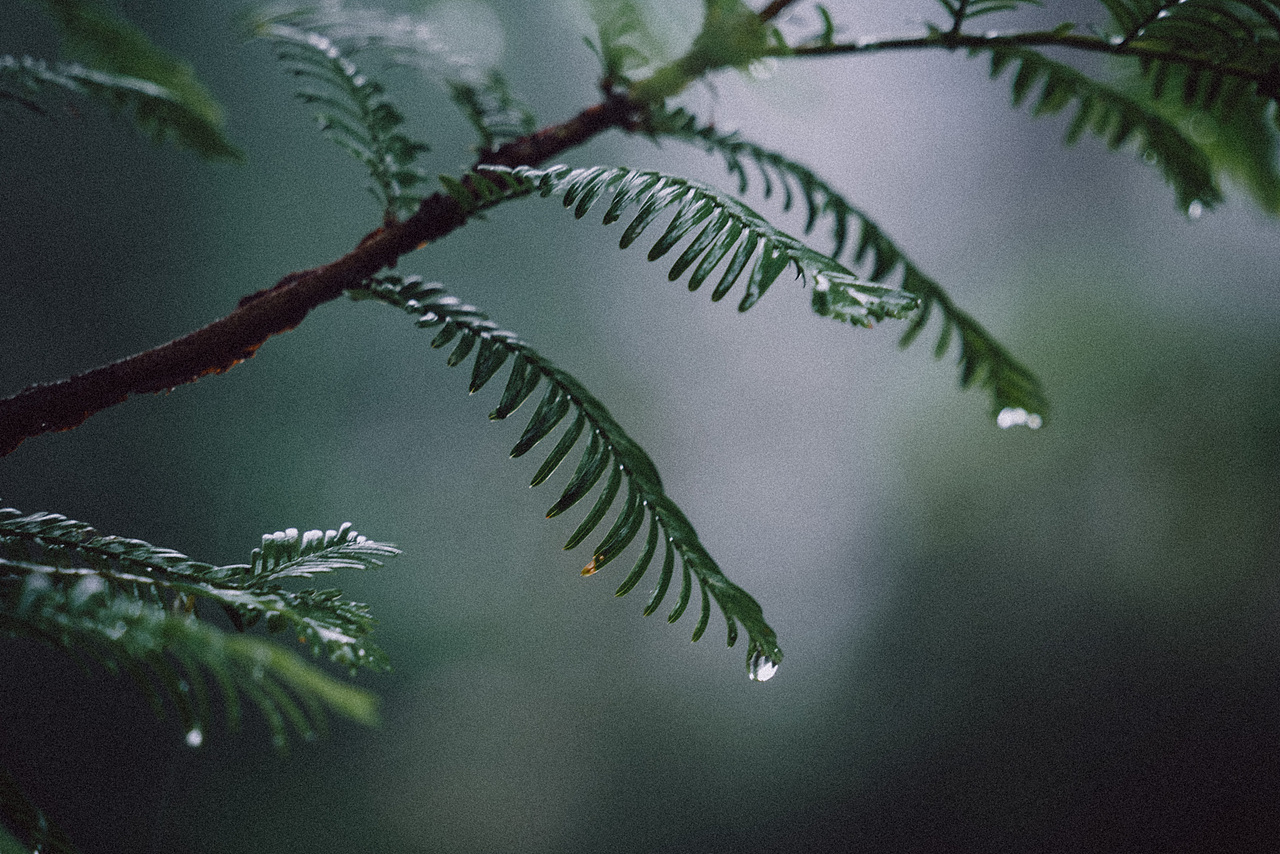 南方的梅雨（图ZMjE1MjkzNjg0） - 人文/纪实摄影 - 站酷设计师丶荧光乌贼原创素材 - 站酷ZCOOL