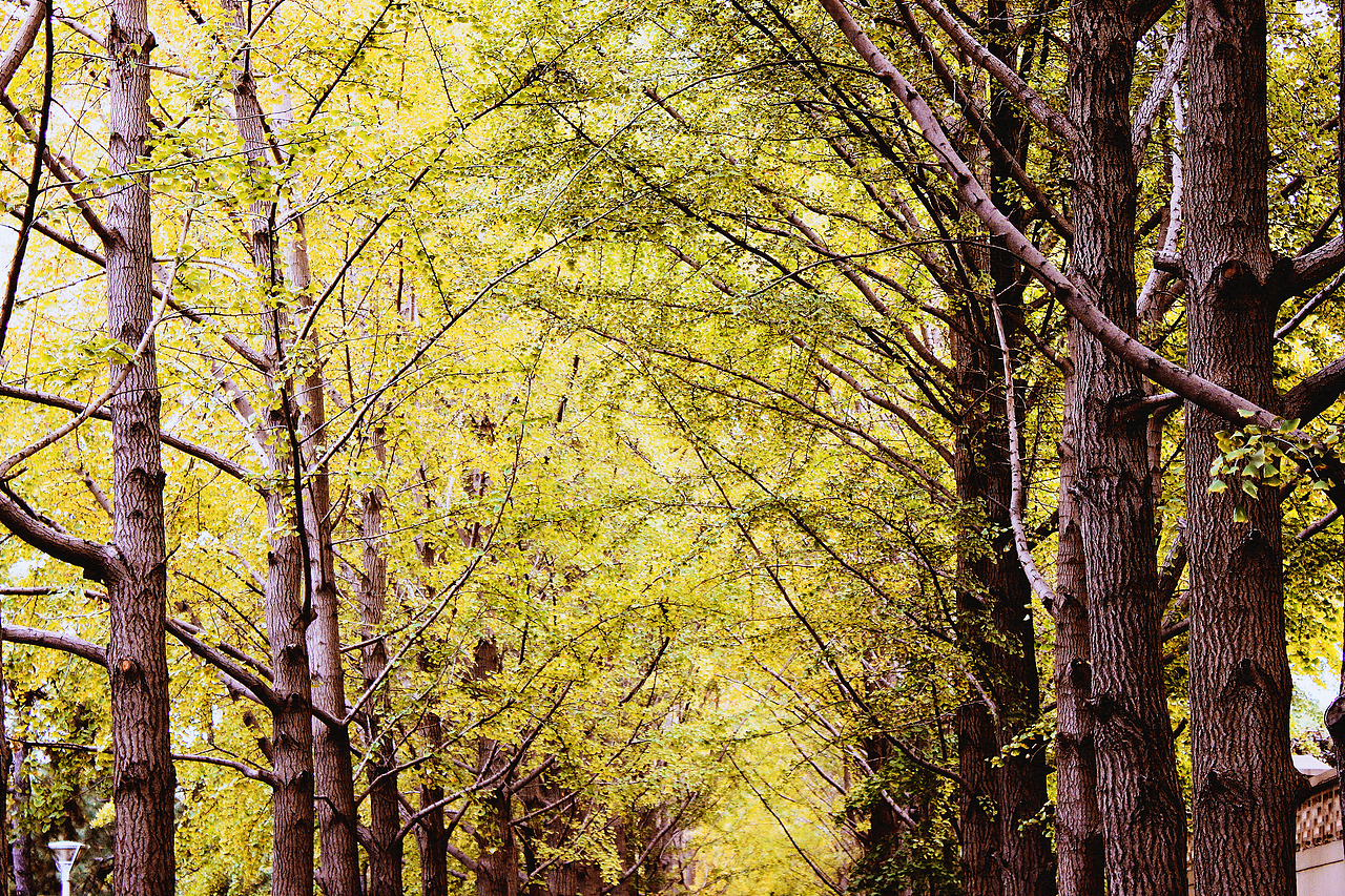 银杏大道 锁 清 秋（图ZNjE3NTI1MzI=） - 风光摄影 - 站酷设计师Jauver原创素材 - 站酷ZCOOL