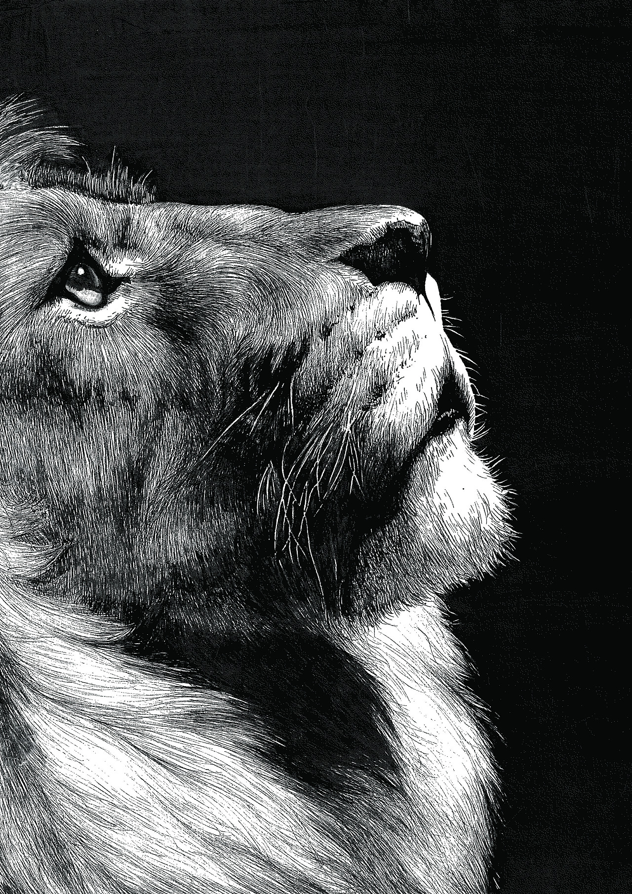 手工雕刻黑白木刻版画狮子|纯艺术|绘画|WuHaiTing_原创作品-站酷(ZCOOL)