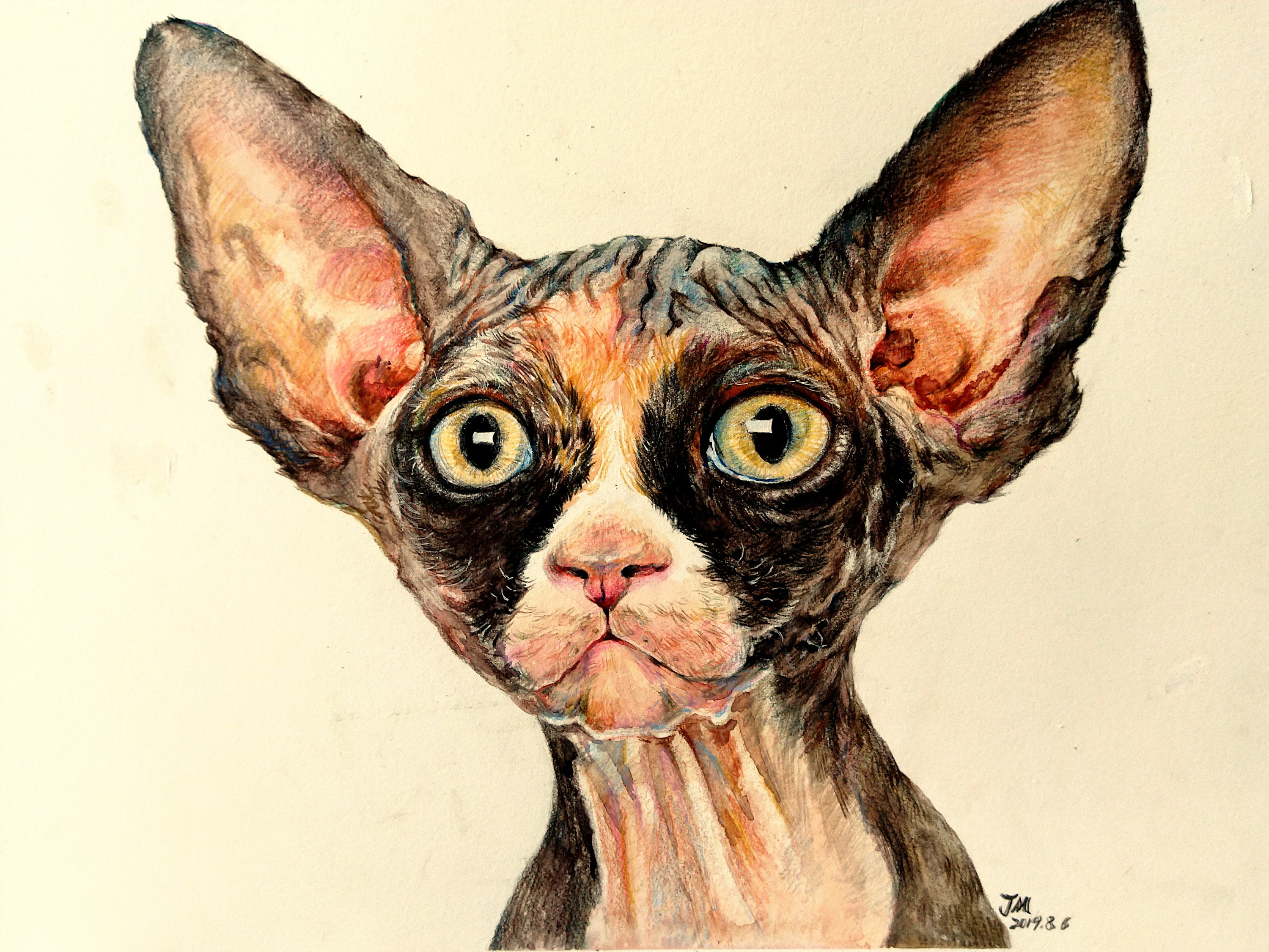 斯芬克斯无毛猫