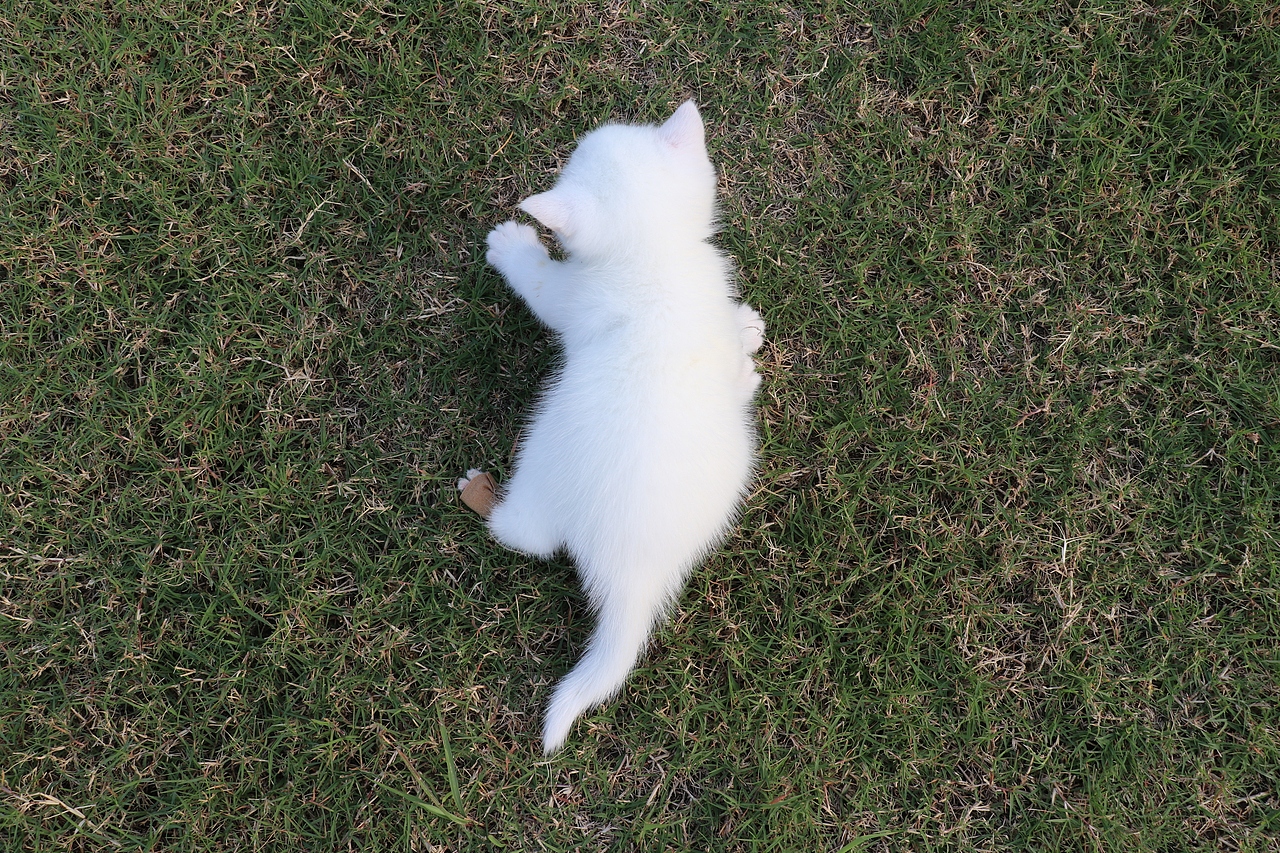 803英短纯白-公-34day478g