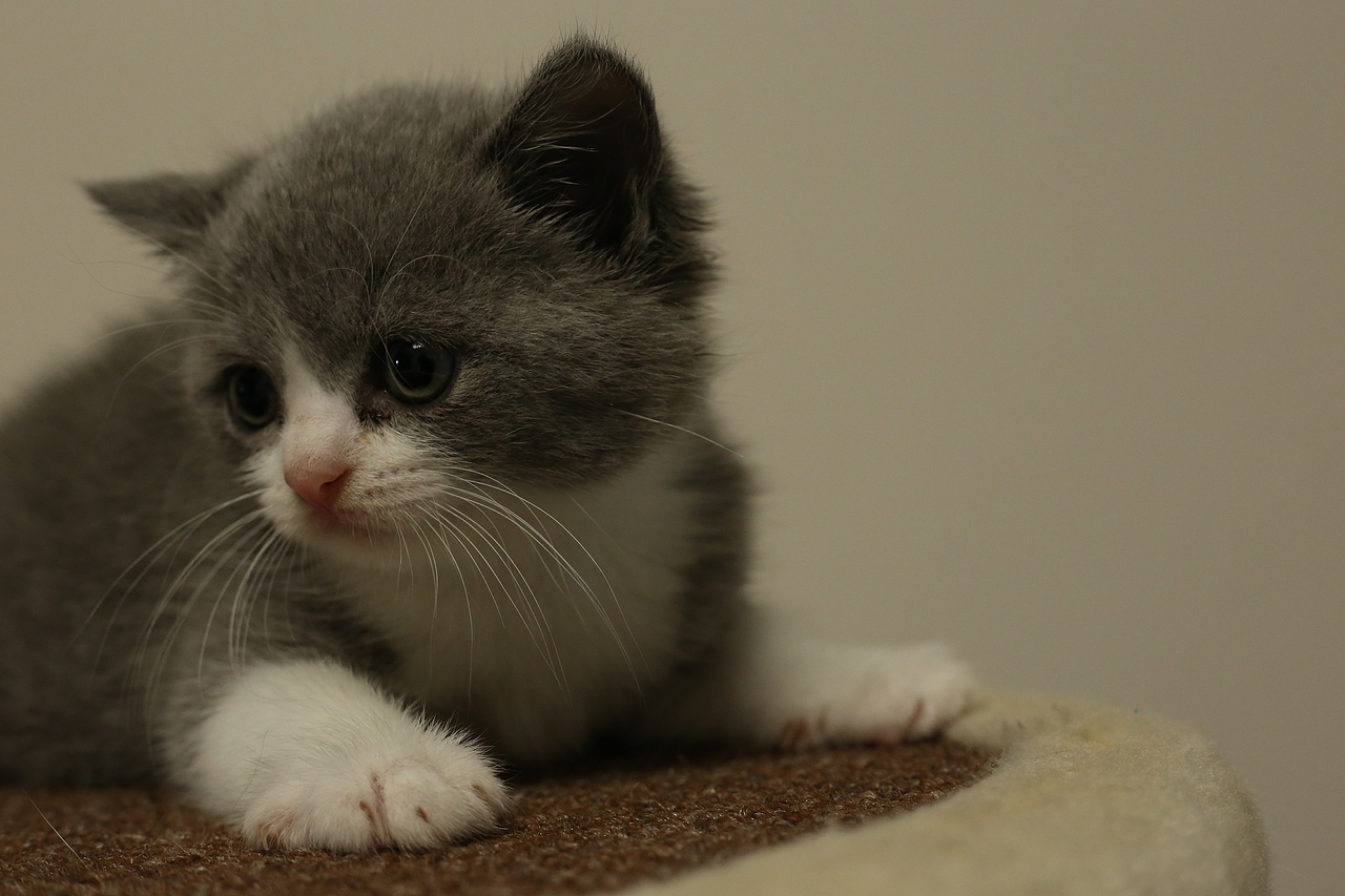 601英短-蓝白-公-正八-沐米猫舍|英国短毛猫