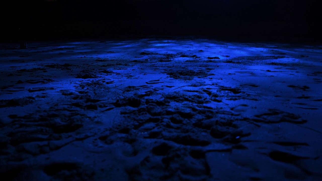 如果你懂我就是rose。