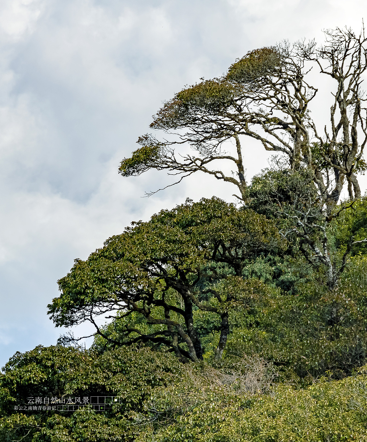 云南省临沧市凤庆县大河龙潭山姚青春自然风光山水风景游记36
