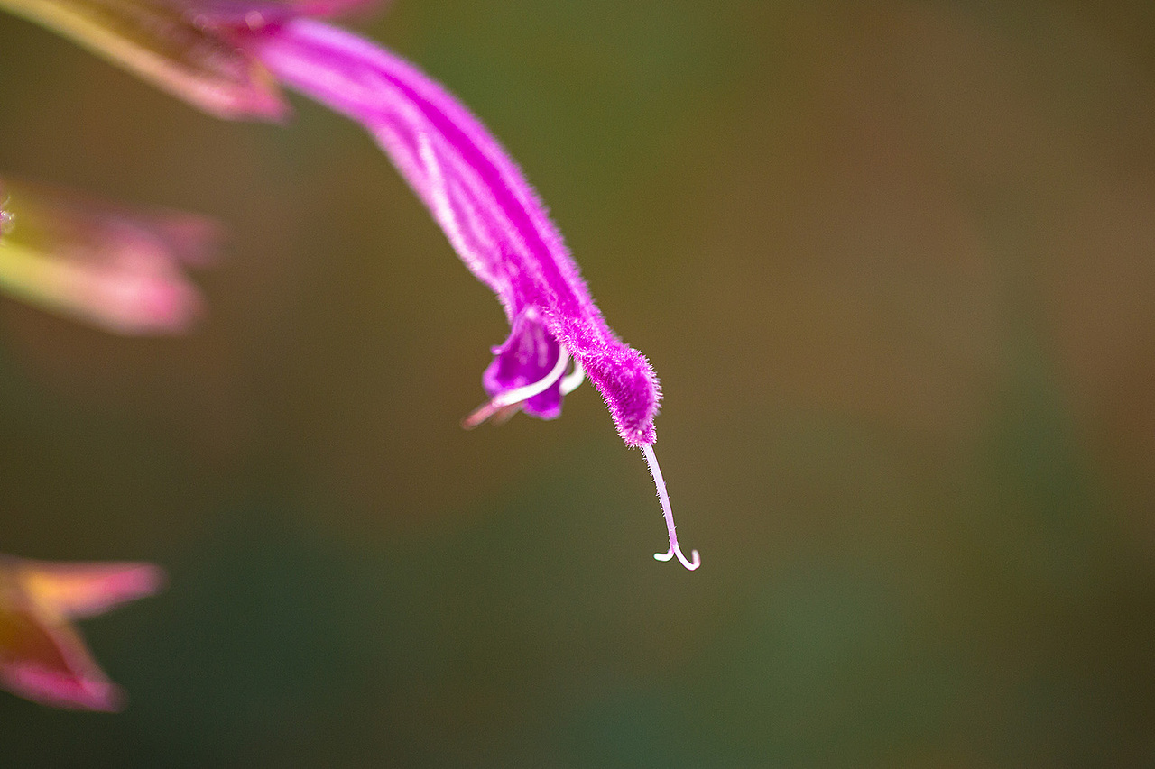 风光摄影——春天的故事1