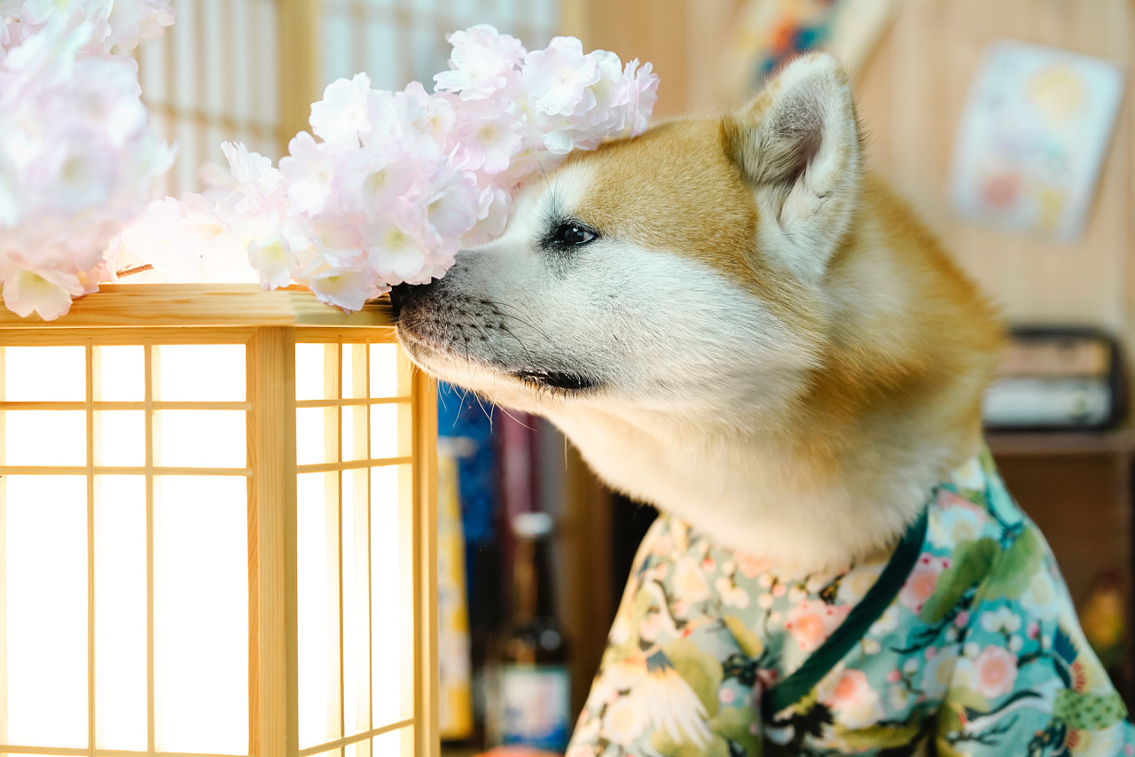 秋田犬合集——宠爱拾光