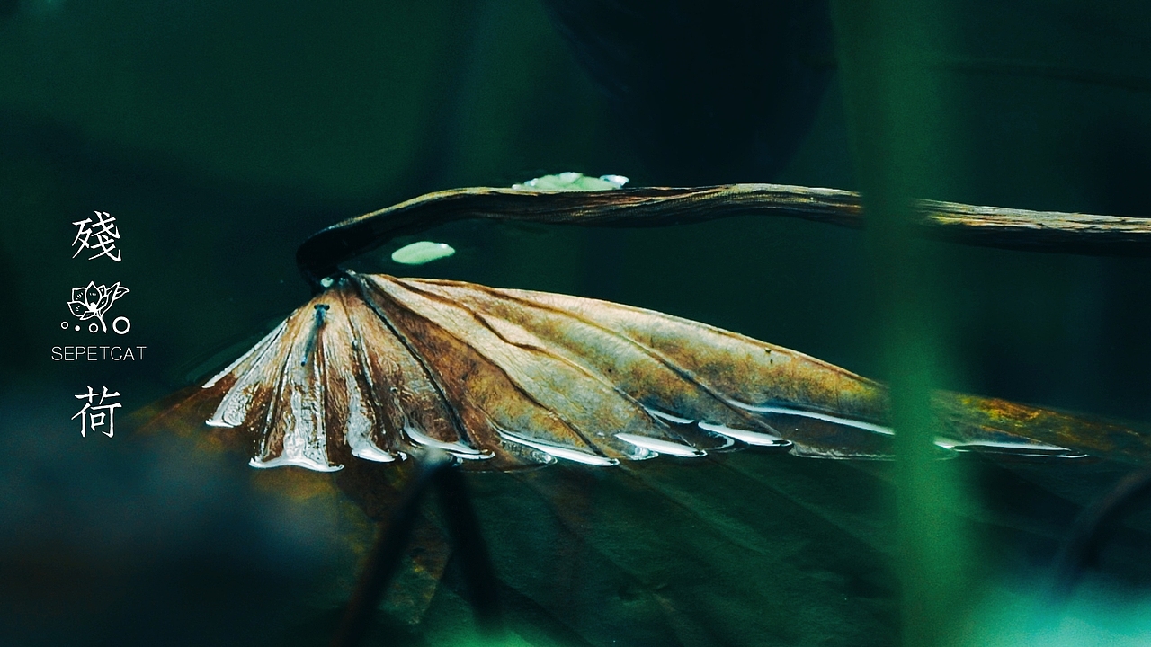 馆舍山庄拍残荷