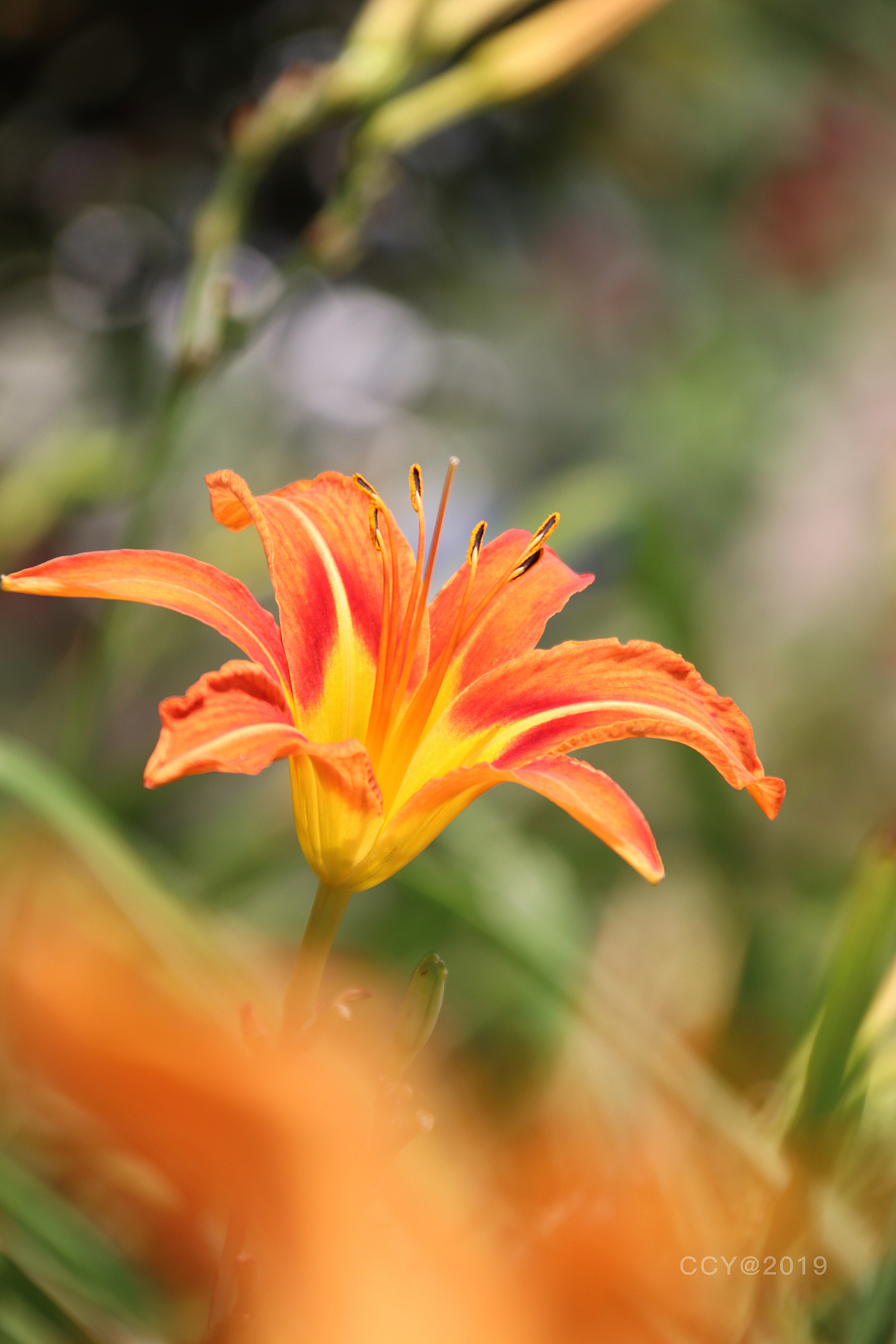 黄花萱草（图ZMTYzOTkxNTgw） - 产品摄影 - 站酷设计师CCY_西原创素材 - 站酷ZCOOL