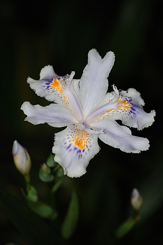 忙里偷闲拍的片片