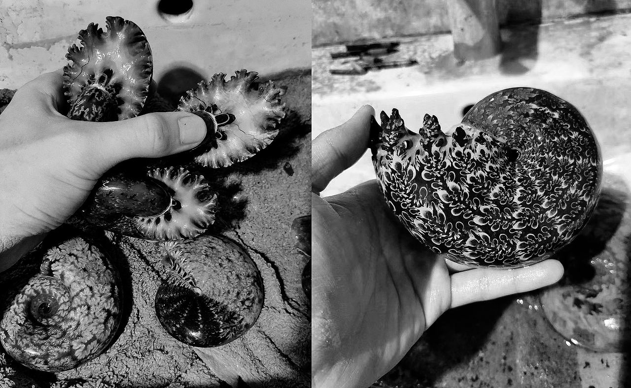 森林化石工作室logo