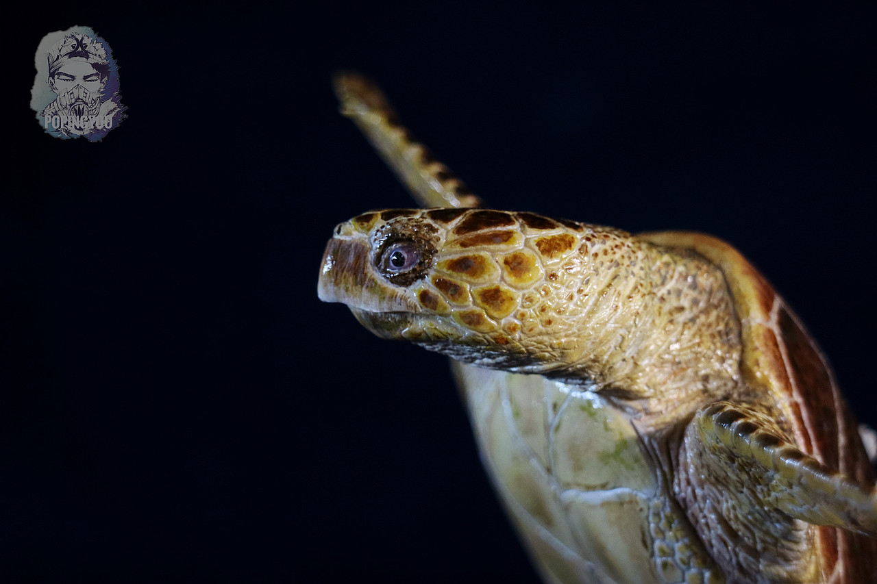 赤蠵龟涂装展示