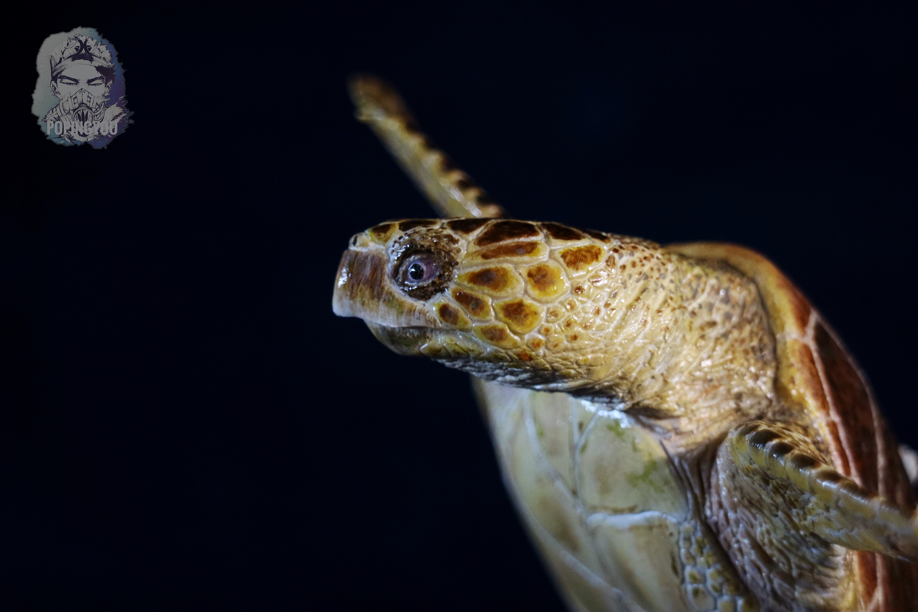 赤蠵龟涂装展示