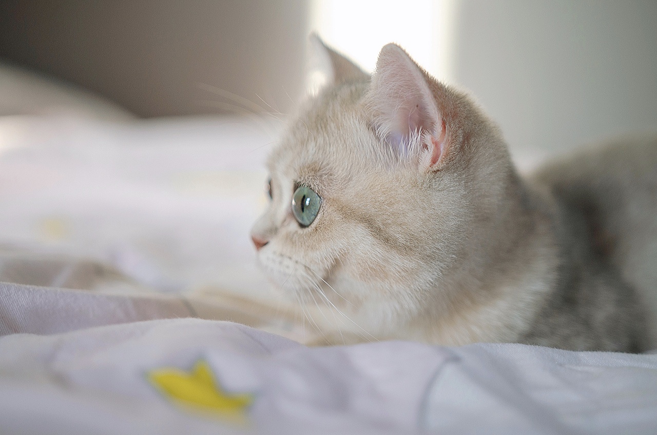 英短蓝金渐层-多金