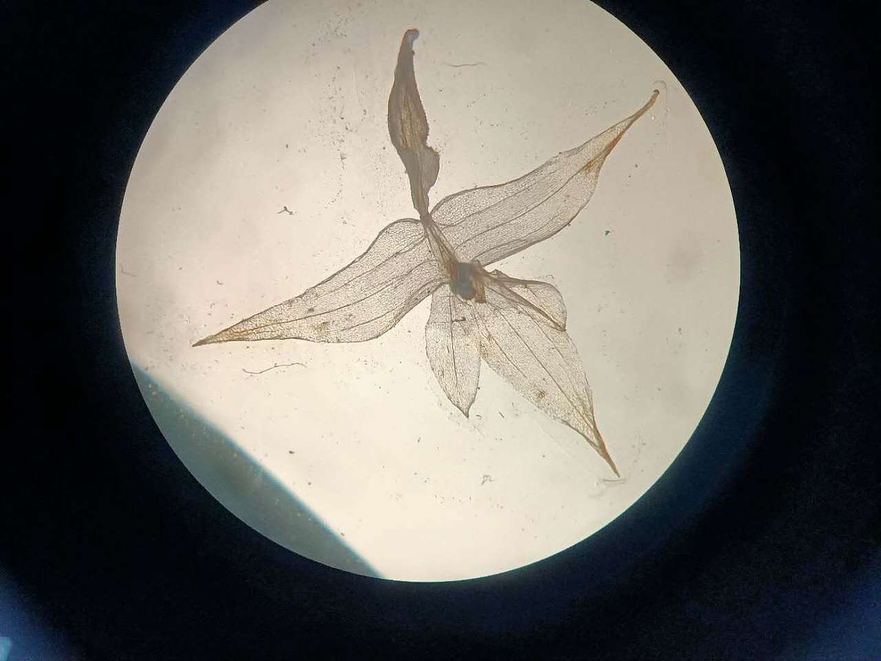 新种-Bulbophyllum nematocaulon（图ZMjg1MTQ2MjI4） - 绘画 - 站酷设计师寻山追水原创素材 - 站酷ZCOOL