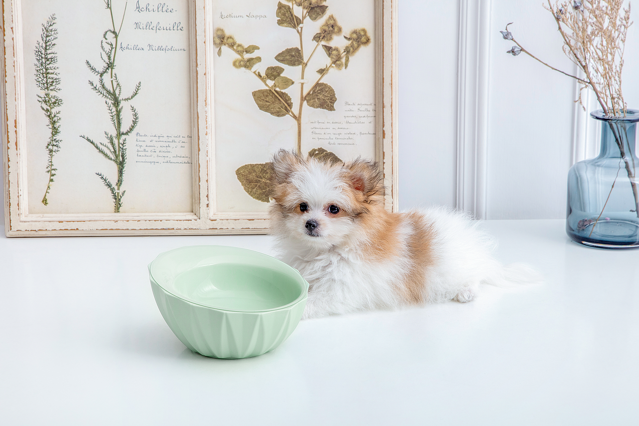 Petop宠物智能品牌（图ZMTkwMTExNjAw） - APP界面 - 站酷设计师krinmeng原创素材 - 站酷ZCOOL