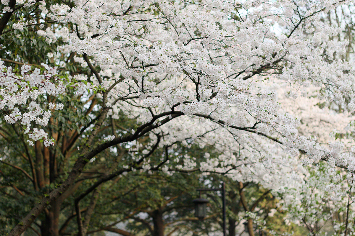 太子湾樱花盛开