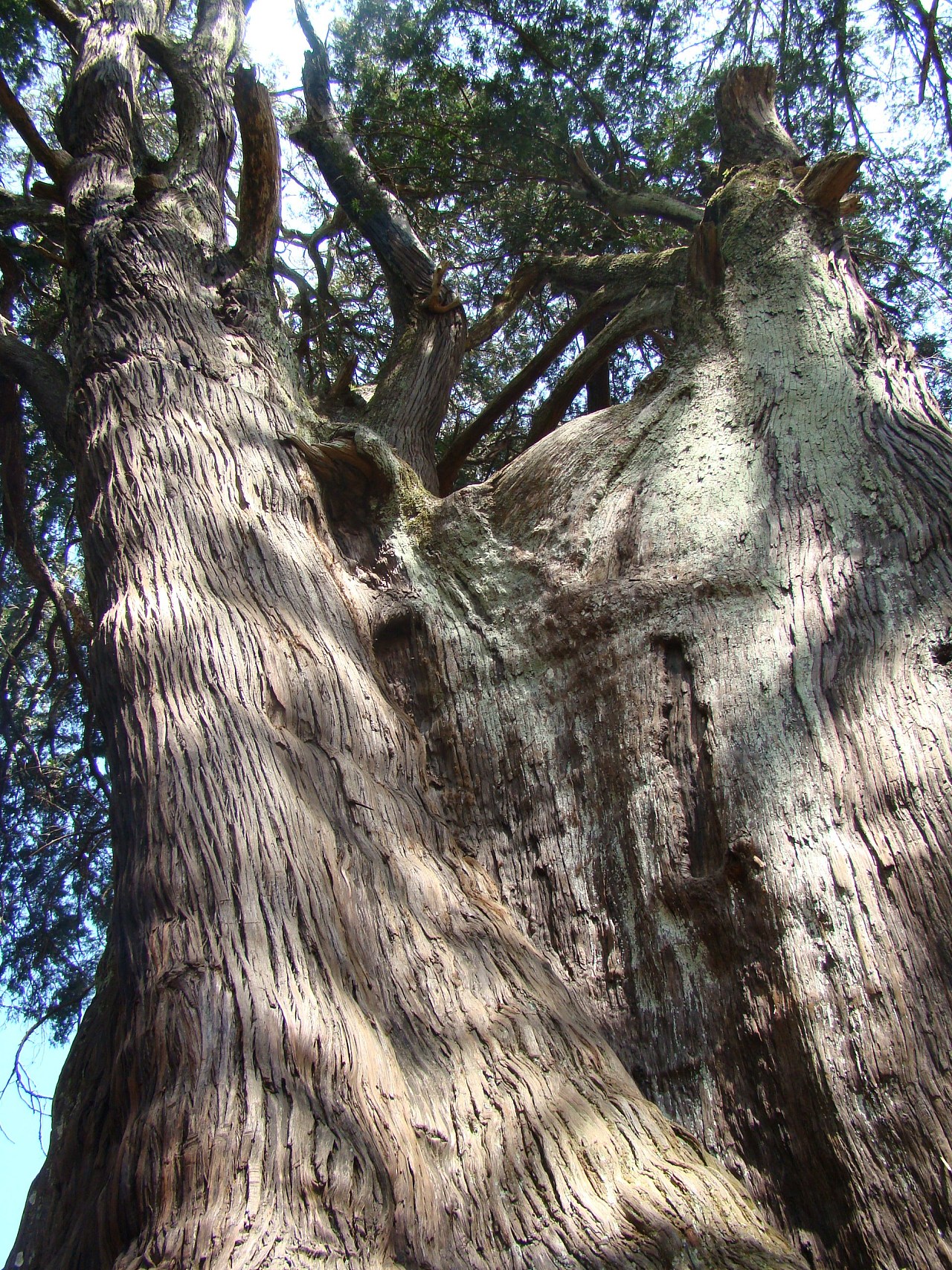 千年矮树图片