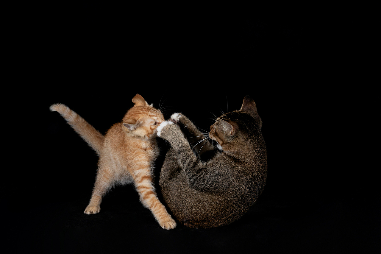 中华田园·橘猫 