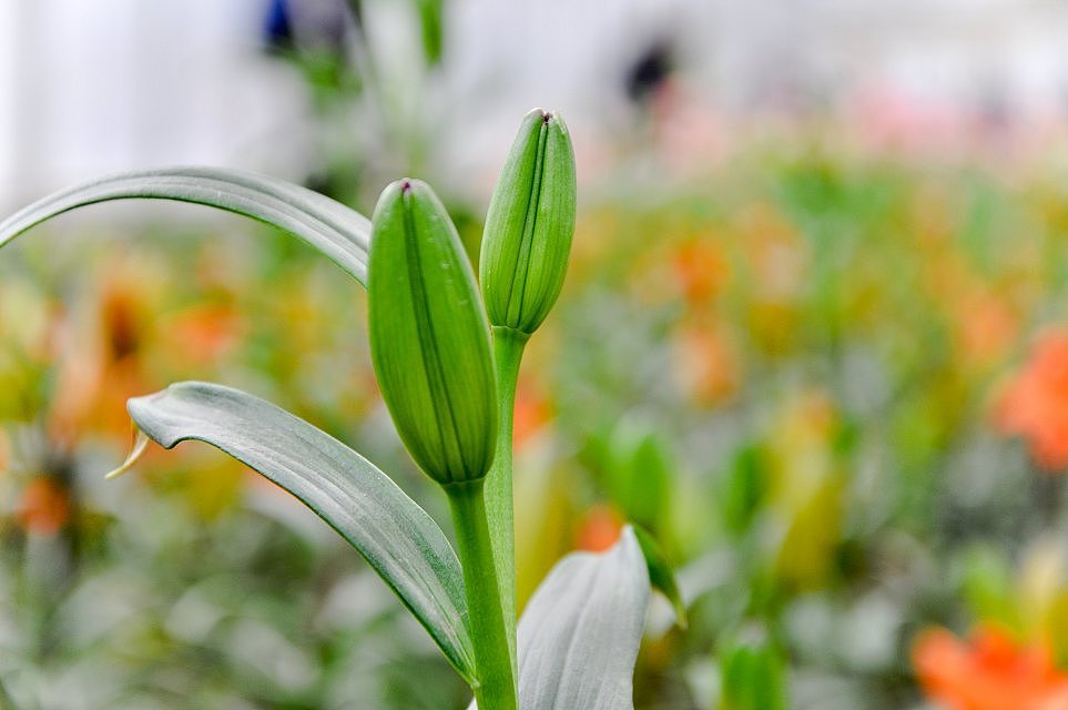 成都 花舞人间风景区（图ZMTYyMjg3NTY=） - 风光摄影 - 站酷设计师爱摄影的少年斌帅原创素材 - 站酷ZCOOL