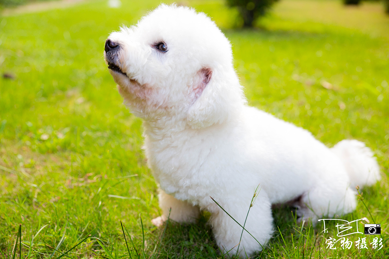 【I,Pet宠物摄影】狗狗们的一天