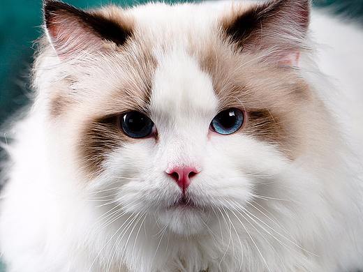 布偶——猫中的精灵