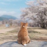 随机失眠的头像