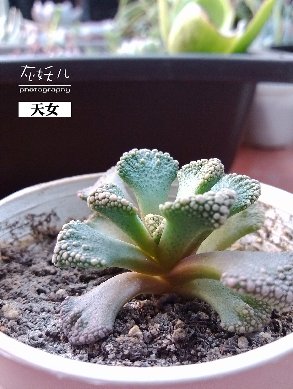 我家美丽的多肉植物（图ZOTU0NjA2NA==） - 其他摄影 - 站酷设计师灰妖儿原创素材 - 站酷ZCOOL