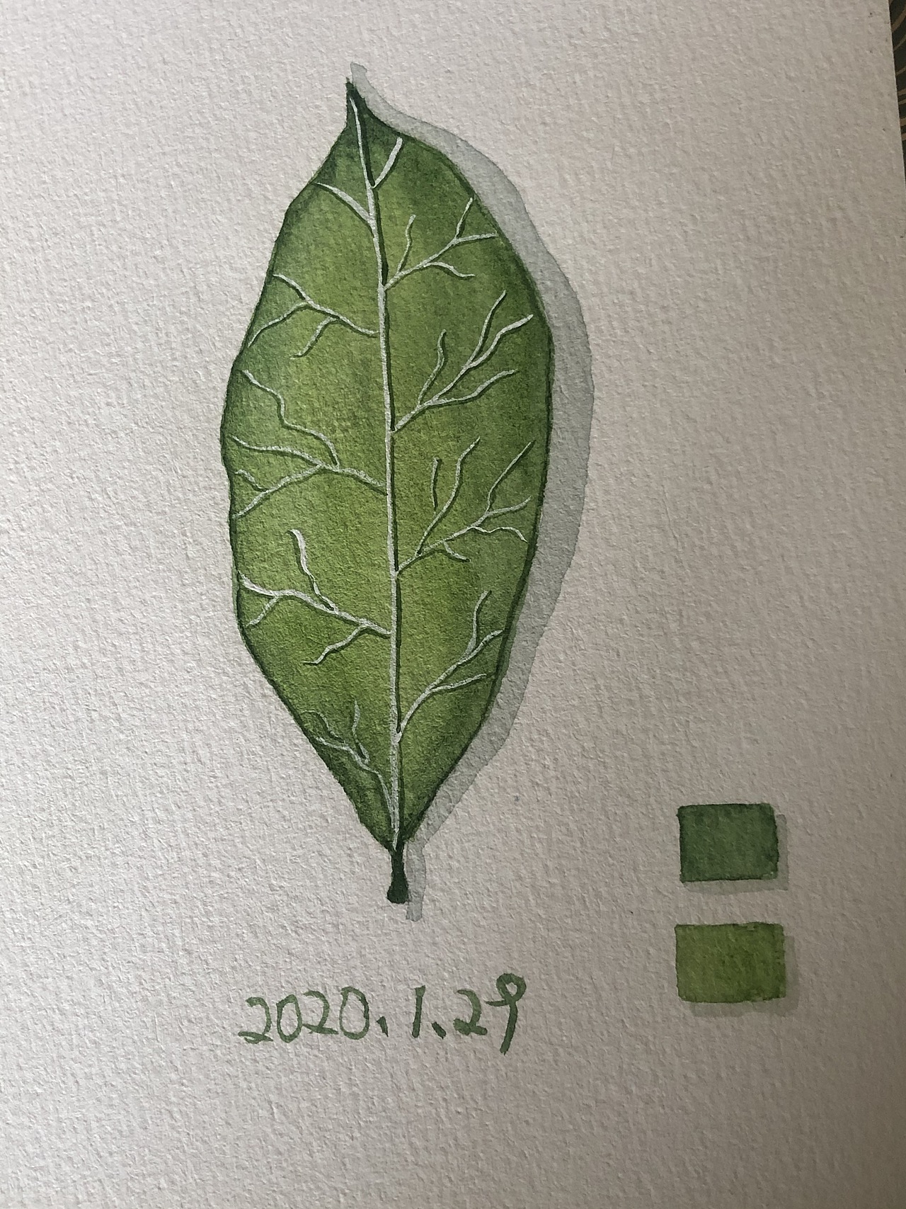 一组水彩小植物