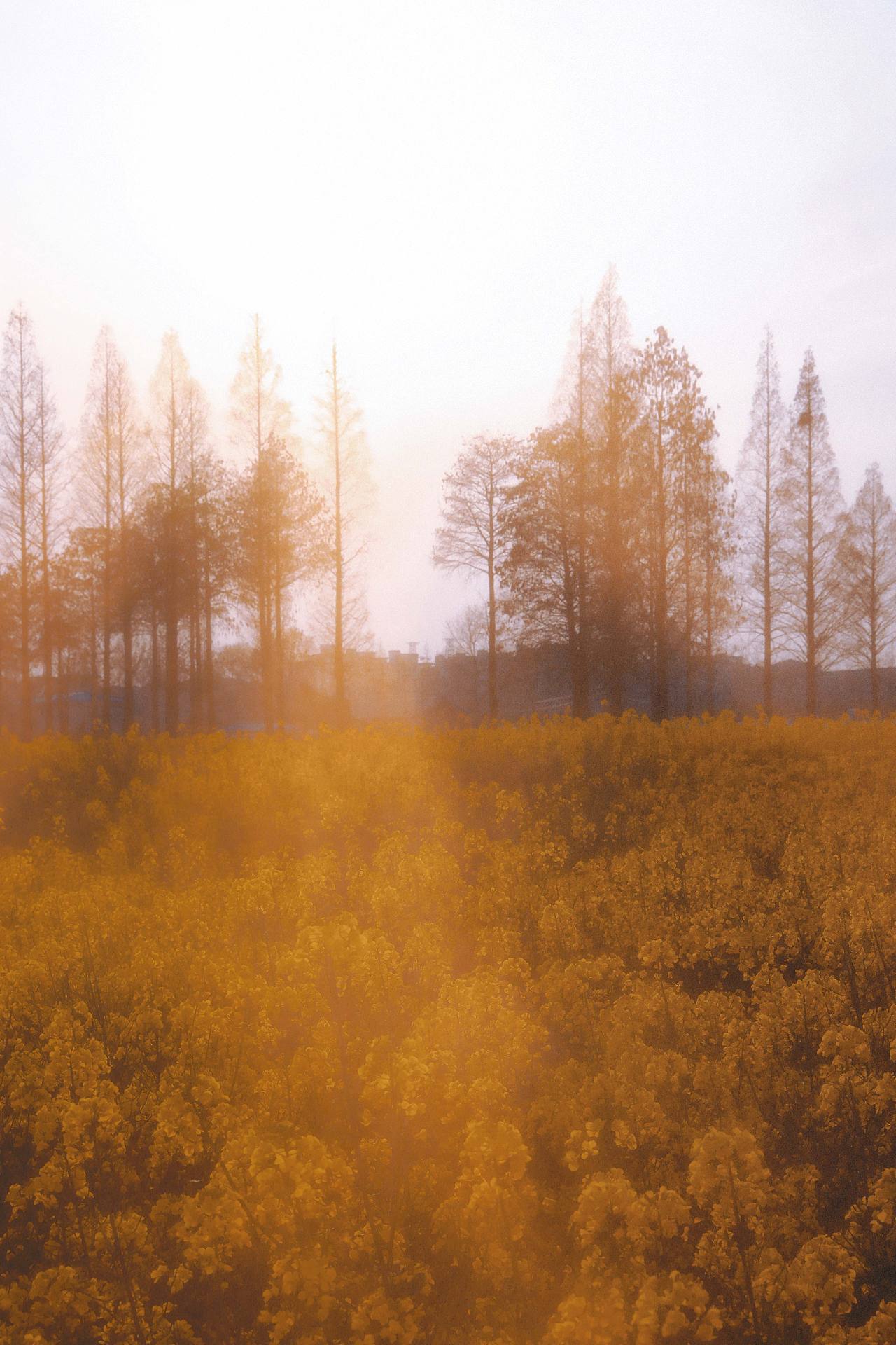 落日油菜花（图ZMjA0NjA4OTU2） - 人像摄影 - 站酷设计师midy有岸原创素材 - 站酷ZCOOL
