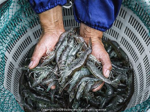 南美对虾养殖场